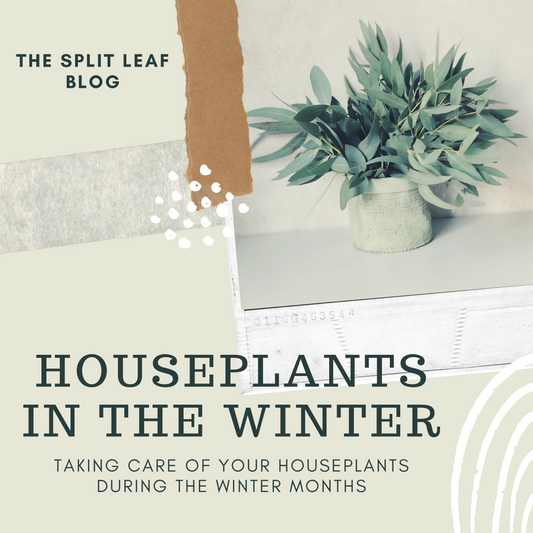 Houseplants In The Winter : Blog Post