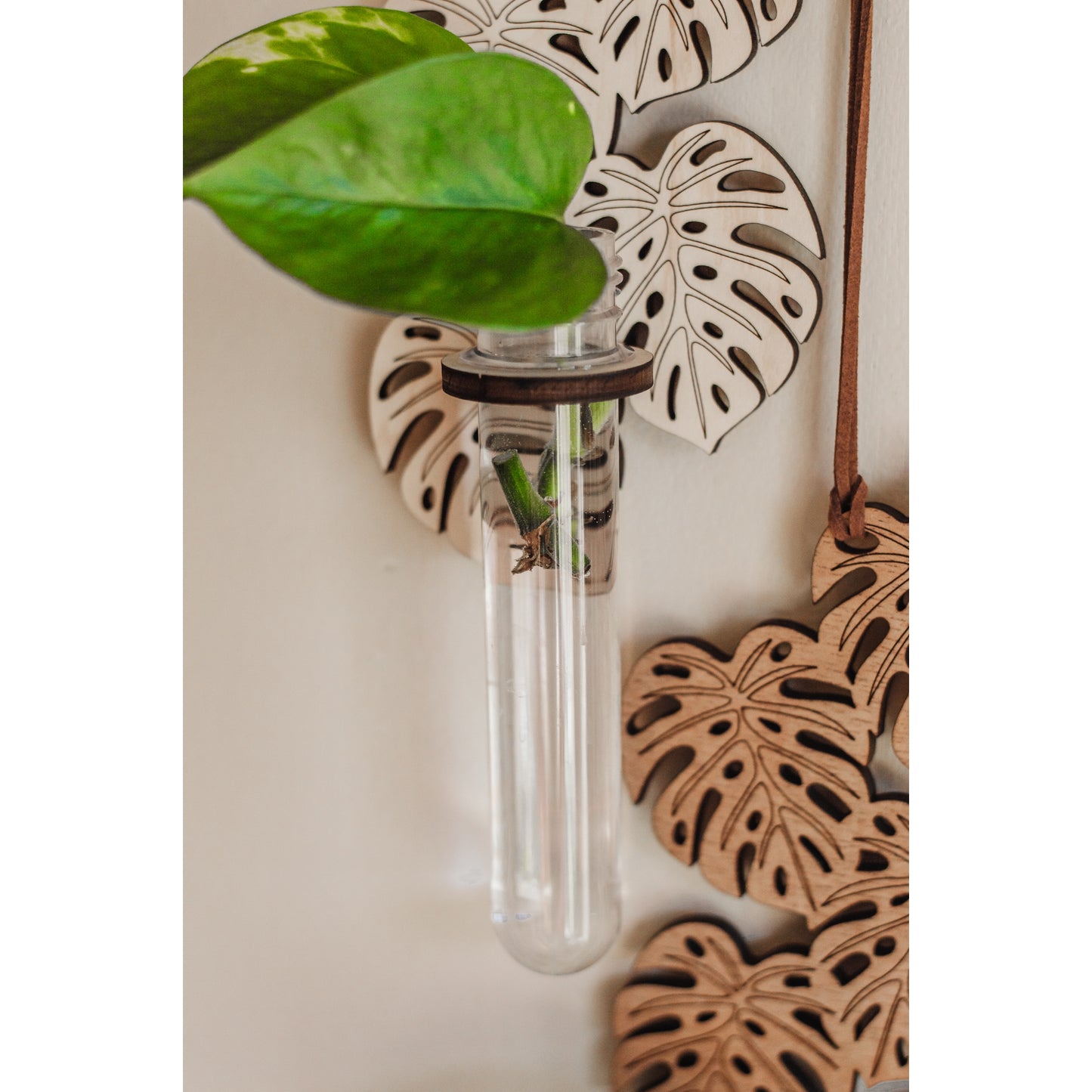 Monstera Hanging Propagation Station - 2 Colours
