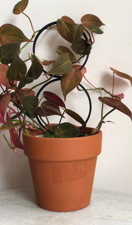 Circle Houseplant Trellis - Various sizes and colours