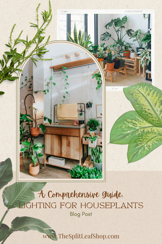 A Comprehensive Guide to Lighting for Houseplants