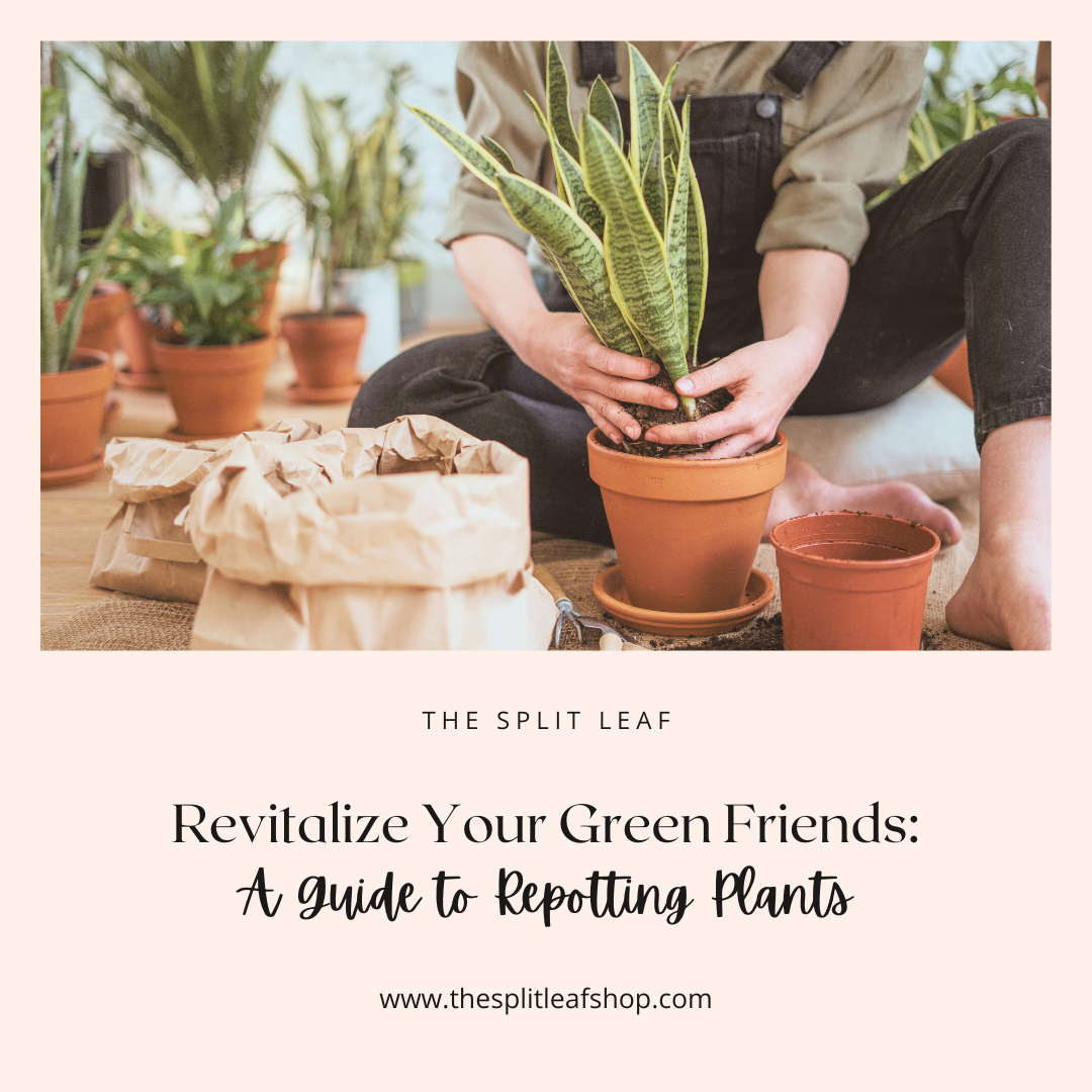 Revitalize Your Green Friends: A Guide to Repotting Plants