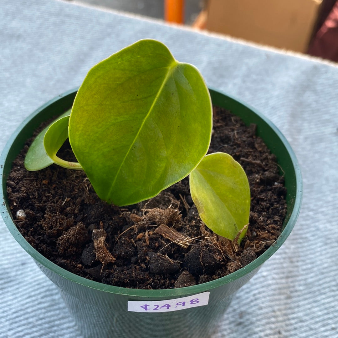 Anthurium veitchii