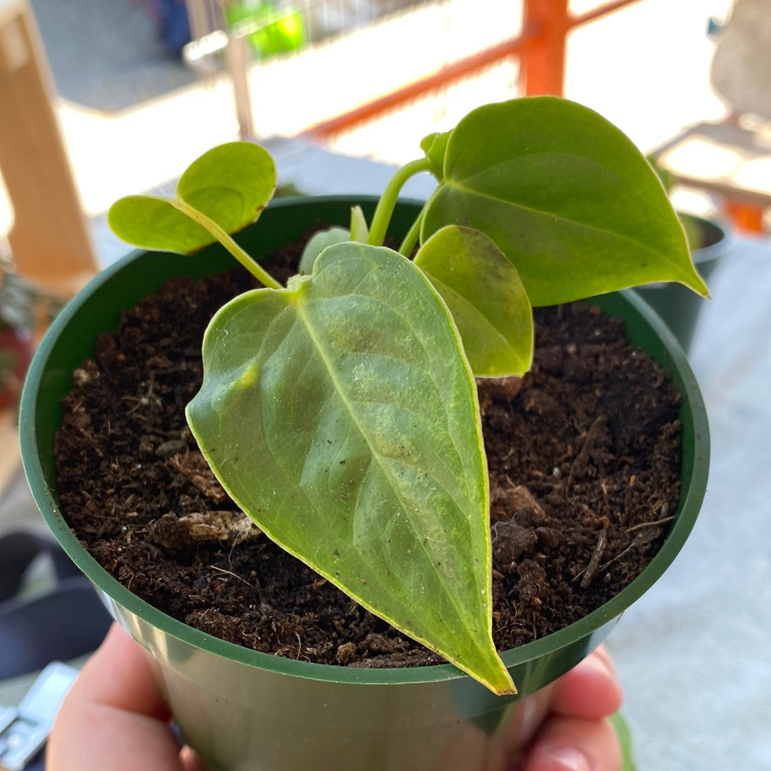 Anthurium veitchii