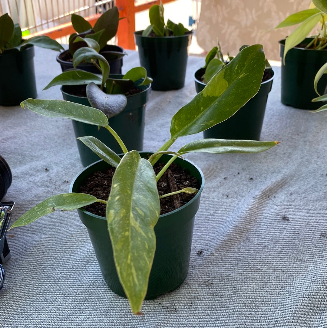 Philodendron Ring Of Fire