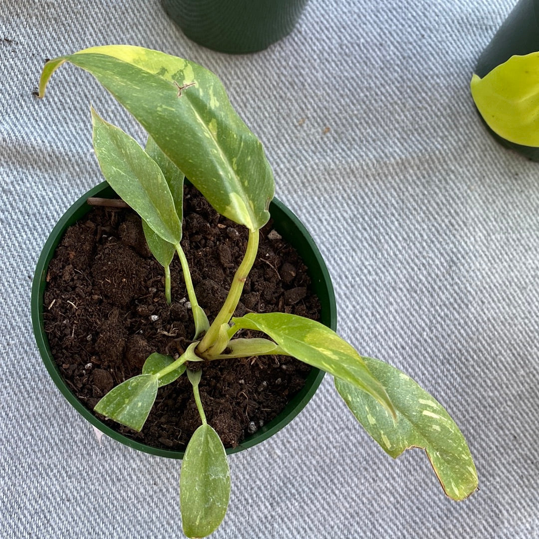 Philodendron Ring Of Fire