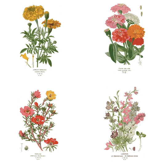 Botanical Greeting Cards - Set of 4